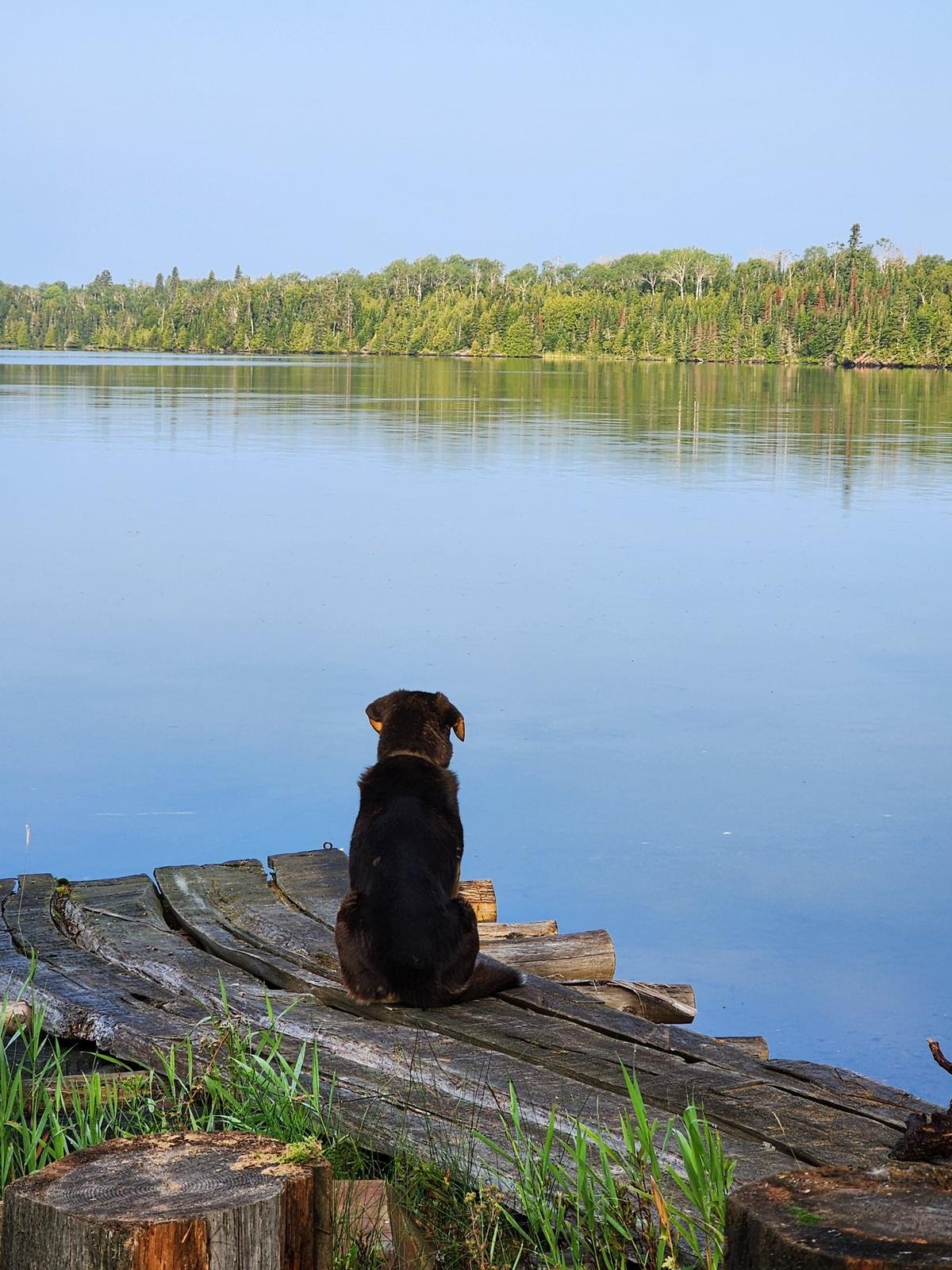 Dog on Dock