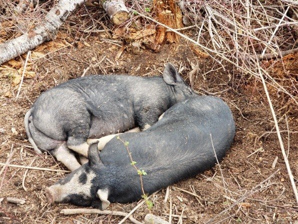 Sleeping Pigs
