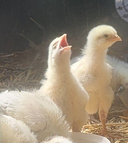 White Chickens