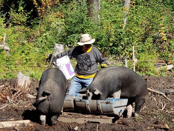 Pigs in Forest