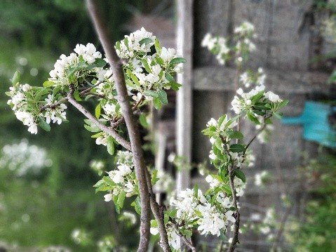 Apple Blossoms
