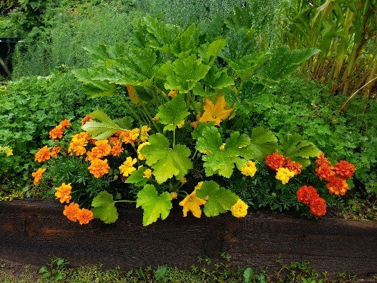 Garden Flowers